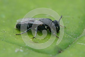 Closeup on a female of the black Large Yellow-face solitary Bee, Hylaeus signatus