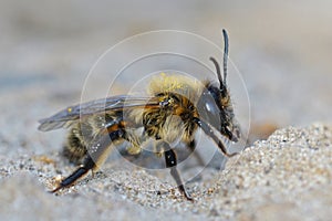 Closeup of female chocolate or hawthorn mining bee (Andrena scotica)