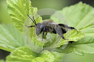 Closeup on a female Chocolate mining bee, Andrena scotica sitting in green vegetation