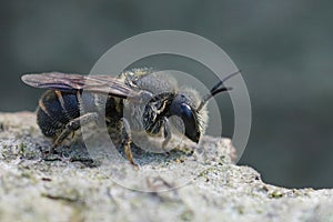 Closeup on a female cleptoparasite Little dark bee, Stelis brevi photo