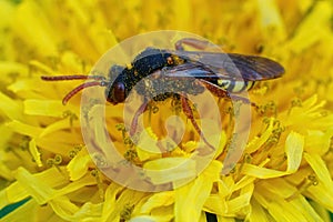 Closeup on a female cleptoparasite Variable nomad bee, Nomada zonata in a yellow dandelion flower, Taraxacum officinale