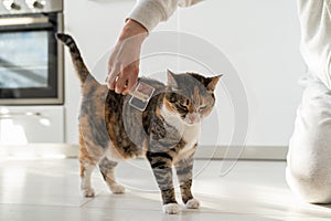 Closeup of female combing fur cat with brush on the floor. Cat lovers, grooming, combing wool