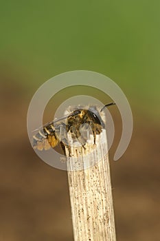 Closeup on a female of the common Patchwork leafcutter bee, Megachile centuncularis