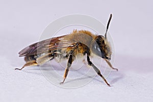 Closeup on a female of the Coppice mining bee, Andrena helvola on white background photo