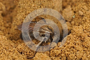 Closeup on a female of the endangered nycthemeral minder bee, Andrena nycthemera , digging a nest