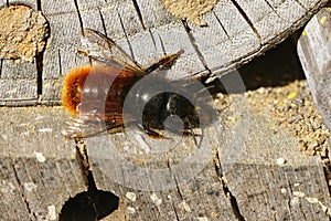 Closeup on a female European orchard horned mason bee, OSmia cor