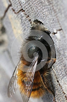 Closeup of a female European orchard mason bee, Osmia cornuta