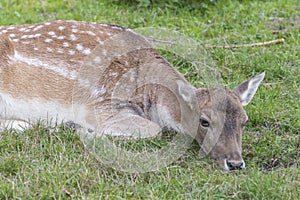 Closeup of an female fallow deer