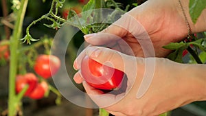 Closeup of female farmer hands picking fresh ripe tomato in backyard garden. Concept of organic food, nutrition and