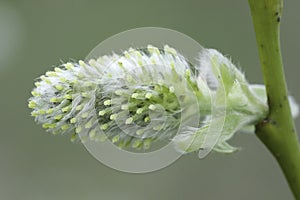 Closeup on a female flower of the Goat willow, Salix caprea