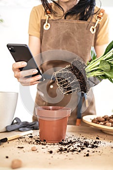 Closeup of Female gardener hands using smartphone repotting spathiphyllum plant