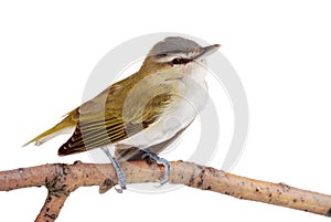 Closeup of a female gold finch