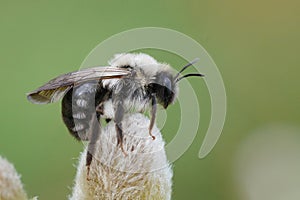 Closeup on a female Gray-backed mining bee, Andrena vaga, sitting on top of a Goat Willow catkin