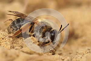 Closeup on a female grey gastered mining bee, Andrena tibialis on the ground