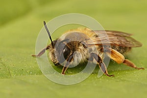 Closeup on a female grey gastered mining bee, Andrena tibialis sitting on a green leaf