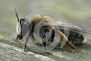 Closeup on a female of the Grey-gastered mining bee, Andrena tibialis sitting on wood