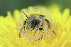 Closeup on a female grey-gastered mining bee, Andrena tibialis, sitting in a yellow dandelion flower