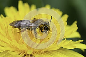 Closeup on a female grey-gastered mining bee, Andrena tibialis, sitting in a yellow dandelion flower