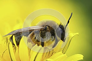 Closeup on a female Grey-gastered mining bee, Andrena tibialis on a yellow dandelion flower