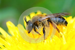 Closeup on a female grey-gastered mining bee, Andrena tibialis on yellow dandelion , Taraxacum officinale