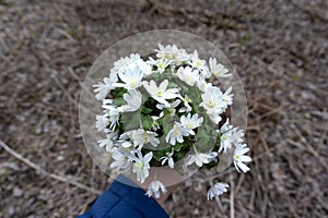 Closeup of female hand holding a bouquet of snowdrops in nature