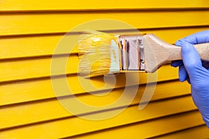 Closeup female hand in purple rubber glove with paintbrush painting natural wooden door with orange paint. Concept