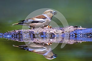 Closeup of a female hawfinch Coccothraustes coccothraustes songbird perched in a forest
