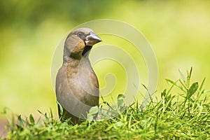 Closeup of a female hawfinch Coccothraustes coccothraustes songbird perched in a forest