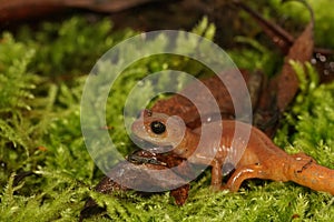 Closeup on a female high red colored Ensatina eschscholtzii intermediate form from North California