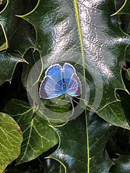 Closeup of a female holly blue butterfly resting on holly and ivy leaves