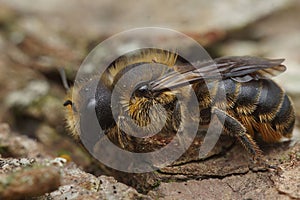 Closeup of a female Jersey mason leafcutter bee, Osmia niveata sitting on wood