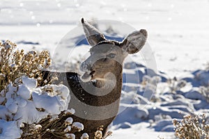 Female Kaibab deer mule deer feeding in winter. Mouth open; snow in background.