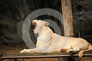 Closeup The female lion is lying on the litter. Background is forest and mountain