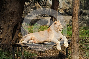 Closeup The female lion is lying on the litter. Background is forest and mountain