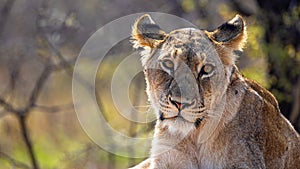 Closeup Female Lioness Looking at Camera