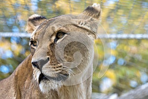Closeup female lioness oblique side animal portrait