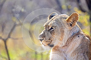 Closeup Female Lioness in South Africa