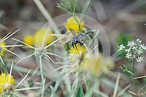 Closeup on a female Mediterranean woodboring bee, Lithurgus chrysurus on a yellow flower