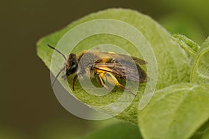 Closeup on a female mellow minder solitary bee, Andrena mitis sitting loaded with yellow pollen on a green leaf