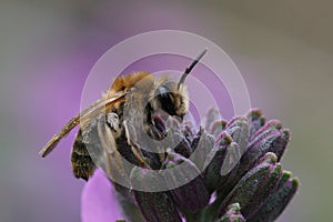 Closeup on a female Mellow minder solitary bee, Andrena mitis sitting on top a wallflower