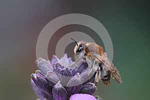 Closeup on a female Mellow minder solitary bee, Andrena mitis sitting on top a wallflower