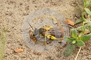 Closeup on a female Mellow minder solitary bee, Andrena mitits, loaded with yellow pollen