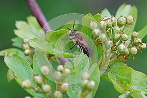 Closeup on a female Mellow minder solitary bee, Andrena mtitis, sitting on a green leaf