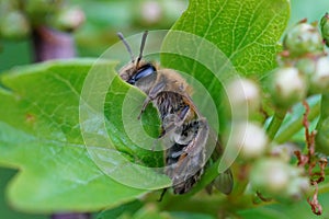 Closeup on a female Mellow minder solitary bee, Andrena mtitis, sitting on a green leaf