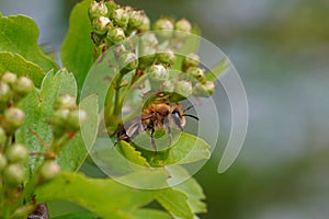 Closeup on a female Mellow minder solitary bee, Andrena mtitis, sitting on a green leaf