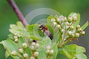 Closeup on a female Mellow minder solitary bee, Andrena mtitis, sitting on a green leaf