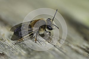 Closeup on a female Mellow miner mining bee, Andrena mitis sitting on wood