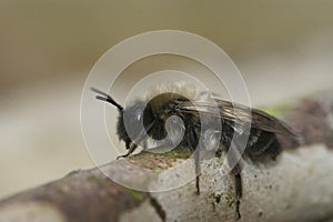 Closeup on a female nycthemeral minder, Andrena nycthemra , sitting on wood