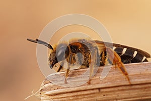 Closeup on a female Orange legged furrow bee, Halictus rubicundus, sitting on a dried grass straw