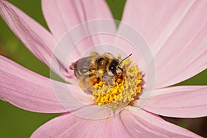 Closeup of a female pantaloon bee on a pink cosmos flower